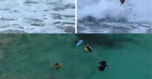 THEY WERE RIGHT THERE: Terrifying Drone Footage Shows Hundreds of Sharks Just Yards From Unaware Young Surfers Before a Miraculous Escape