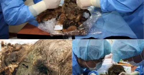 MOTHER OF ALL MUMMIES? Hidden Beneath Arctic Permafrost for 900 Years, This 'Polar Princess' Still Has Her Hair, Eyelashes — And a Secret That Stunned Archaeologists