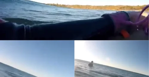 Terrifying GoPro Footage Shows a ‘Shark’ Closing In on a Bodyboarder Just Metres Away — His Panicked Reaction Says It All… Until the Shocking Twist