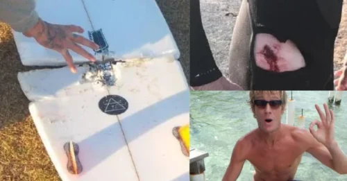 TERROR IN THE WATER! Surfer Screamed ‘F* Off’ as a 3.5m Great White Ripped His Board Apart — What Happened Next Left Everyone Stunned**