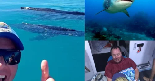 SHARK TAIL HORROR: Brit Diver Lost At Sea Swims 4 Miles To Survival As 13ft Tiger Shark Stalks Him For Hours