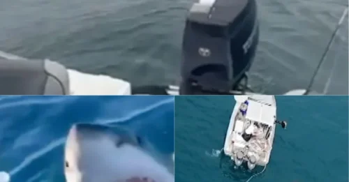 HORROR ON THE WATER! 15-ft Apex Predator FOLLOWS Boat, NUDGES Hull, and Sparks PANIC in South Australia Waters!