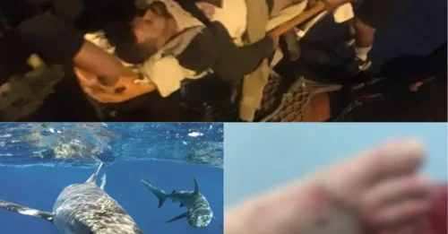 HE LOOKED DOWN AND COULDN'T BELIEVE IT—A 4-METRE SHARK HAD HIS FOOT IN ITS MOUTH! The London Tourist's Survival Story Is Almost Unthinkable