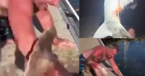 VIRAL SHARK ATTACK HORROR? Viewers Thought They Were Watching a Real-Life Nightmare — Then They Noticed THIS