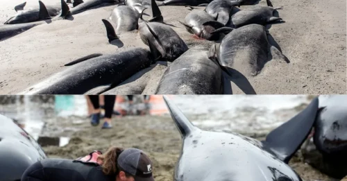 MYSTERY DEEPENS: 38 Pilot Whales Found Dead in New Zealand's Biggest Mass Stranding in 40 Years — 12 Survivors Faced a Heartbreaking Fate