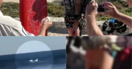SHARK ATTACK CHAOS! 15FT Great White Engulfs Surfboard as Witnesses Scream “HE’S GONE!” — Then Something Unbelievable Happens