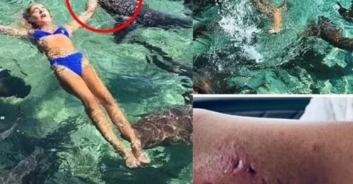 CAUGHT ON CAMERA! She Floated Calmly Among the Sharks for a Photo — Then the Water Exploded Into Chaos