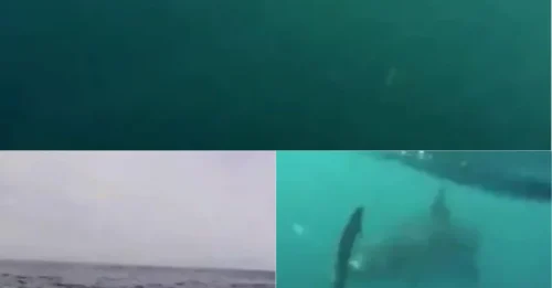 CAUGHT ON CAMERA: Monster Great White Stalks Two Fishermen Off Australian Coast — Viral Footage Shows Their Desperate Escape