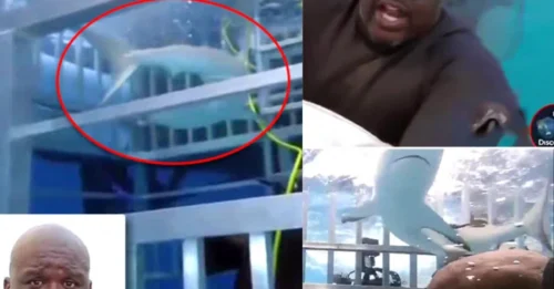 'GET HIM OUT NOW!' Shock Footage Captures the Moment a Shark Invades Shaquille O'Neal's Cage as Divers Race to Prevent Disaster