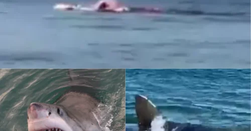 REAL-LIFE JAWS NIGHTMARE! Terrifying 16-Foot Predator Caught on Camera Devouring Prey at Beach Linked to Iconic Shark Movie