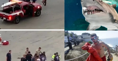 BLOOD TRAIL HORROR! 13-Year-Old Seriously Injured After Monster Shark Strikes During Early-Morning Dive — Witnesses Describe Chaotic Scene