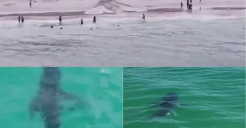 INCREDIBLE CLOSE CALL! Drone Captures Great White Shark Swimming Just 20 Meters From Tourists at One of the World’s Most Shark-Infested Beaches