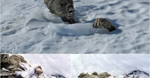 Chilling Secret Of The Melting Glacier: Haunting Discovery Of Mountaineer Mummies On Mexico's Pico De Orizaba Peak After A Group Of Locals Stumbled Upon Them