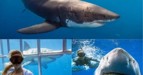SHOCK ENCOUNTER! Bikini Marine Biologist Comes FACE-TO-FACE With a 20-Foot Great White — The Terrifying Dive That Left the Internet Stunned