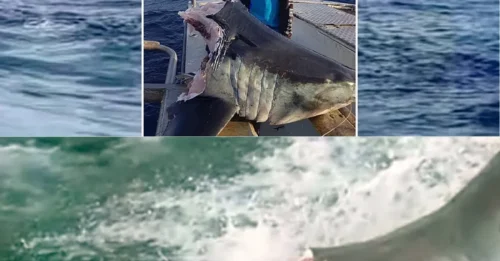 WHAT ATE THIS SHARK? Fisherman Hauls Up a 100kg Mako Head — Experts and Locals Race to Explain the Terrifying Find