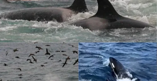 HORROR AT SEA: Orca Pod of Six DRAGS DOWN and DEVOURS 60FT Blue Whale in Brutal Ocean Hunt Captured on Camera