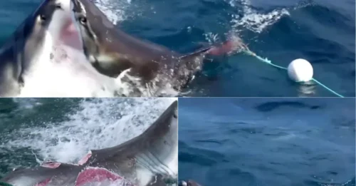 OCEAN HORROR CAUGHT ON CAMERA! Massive 12-Foot Great White Suffers DEVASTATING Injuries After a Savage Attack by Another Predator of Its Own Kind