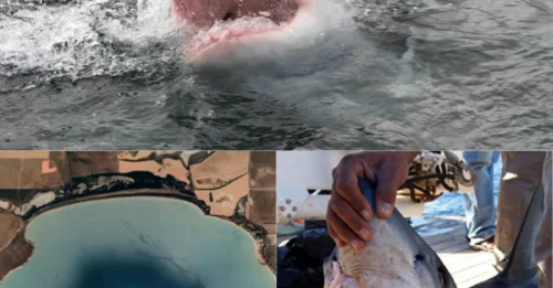 The Great White That Terrified Australia: How One 20-Foot Predator Turned a Family's Beach Day Into an Unthinkable Nightmare