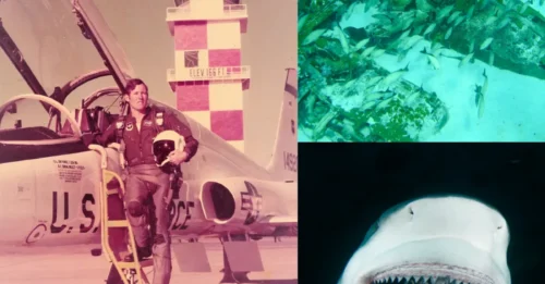 HE SURVIVED THE CRASH… BUT THE SHARKS WERE WAITING! Pilot Fought Off Bloodthirsty Bull Sharks Bare-Handed for 15 Hours in Open Water