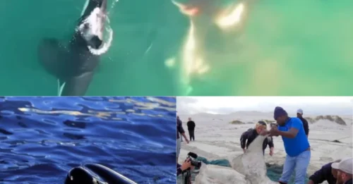 OCEAN HORROR! Five Great White Sharks Found Mutilated as Killer Whales Trigger a Terrifying Mass Disappearance Along South Africa's Coast