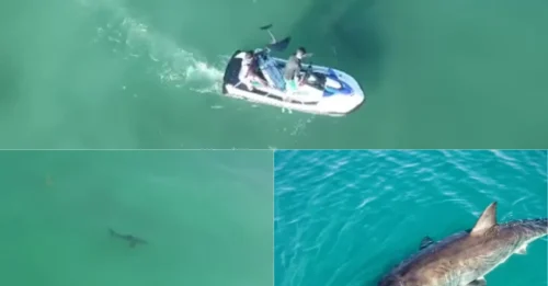 TERRIFYING Close Call: Drone Reveals Three Great White Sharks Just Yards From Surfers Who Had Absolutely No Idea