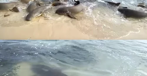 SHOCK ON AN AUSTRALIAN BEACH! Twenty Massive Sharks Suddenly Storm the Shore—The Bizarre 