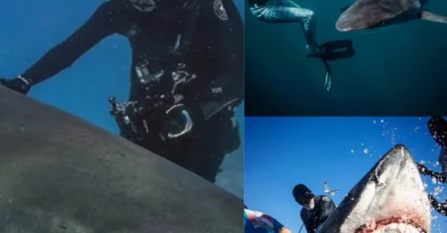60 YEARS INSIDE TIGER SHARK TERRITORY! The 78-Year-Old Diver Who Survived a Terrifying Underwater Incident Says We've Been Wrong About Them