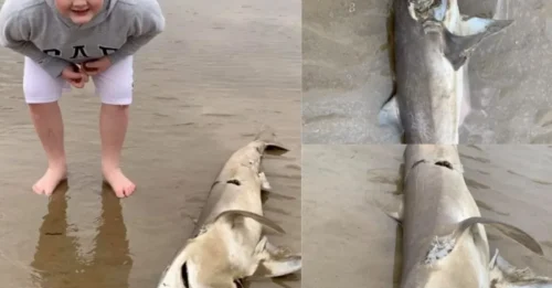 SHOCK ON THE SHORE! Family's Beach Walk Takes a Chilling Turn After Discovering a Dead 5-Foot Shark Washed Ashore in Wales