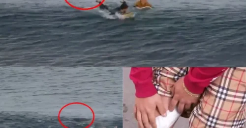 SECONDS FROM DISASTER! Shark Stalks Two Surfers Even After the Attack — Dramatic Escape Leaves Viewers Stunned