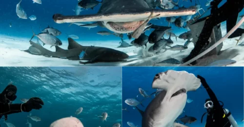 HEART-STOPPING DIVE! Divers Used Blood to Draw Giant Hammerhead Sharks Just Inches Away in One of the World's Most Extreme Encounters