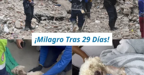 ¿CÓMO PUDO OCURRIR? El médico veterinario revela el estado del perro rescatado tras casi un mes atrapado