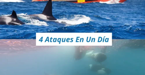 ¡ÚLTIMA HORA! Una 'banda' de orcas embiste y hunde un lujoso yate frente a las costas de España tras destrozar su timón