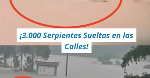 DRAMÁTICA BÚSQUEDA EN CHINA: 8 cazadores logran capturar 3.000 serpientes fugitivas que aterrorizaban a un pueblo inundado