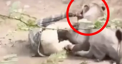 TODO QUEDÓ GRABADO: Pasó 30 minutos bajo las garras de una leona y su insólita reacción para no morir impacta al mundo