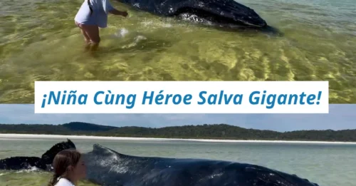 ¡ÚLTIMA HORA! Niña de 10 años lucha contra el tiempo para mantener con vida a una gigantesca ballena varada